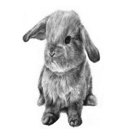 毛茸茸的兔子怎么画？如何画毛发？