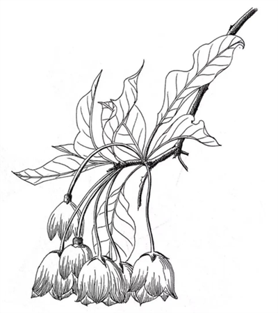 灯笼树怎么画？吊钟花的钢笔画法是什么？