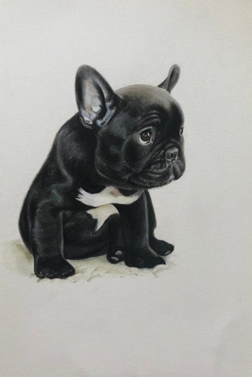 彩色铅笔画黑色小狗怎么画 彩铅黑色小狗步骤教程