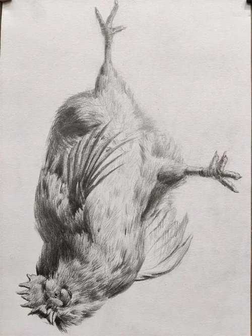 素描怎样绘制鸡的动态 新手必学的简单的素描绘制教程