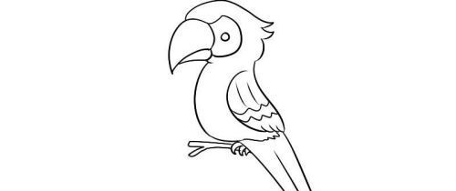 好看的彩色小鹦鹉简笔画怎么画 漂亮又简单的小鹦鹉简笔画绘制教程带图