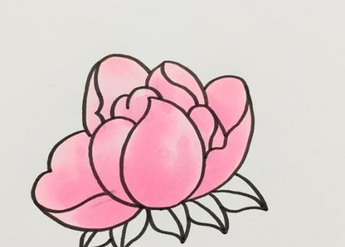好看唯美的芍药简笔画怎么画 带颜色的芍药花怎么画好看