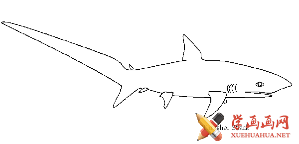 鲨鱼简笔画大全