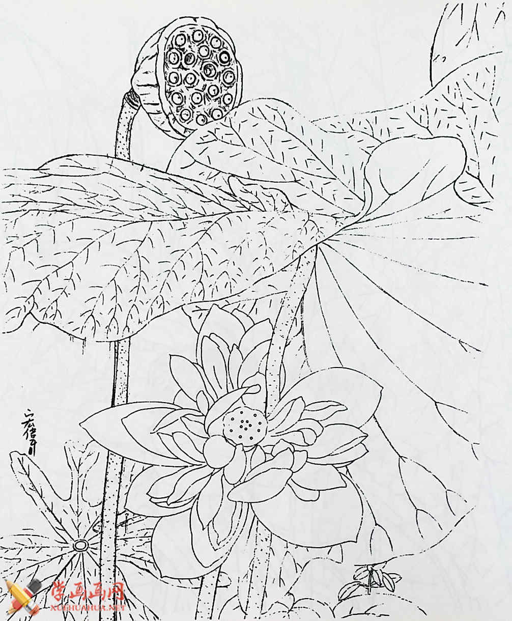 白描花卉大全_白描荷花图片5幅