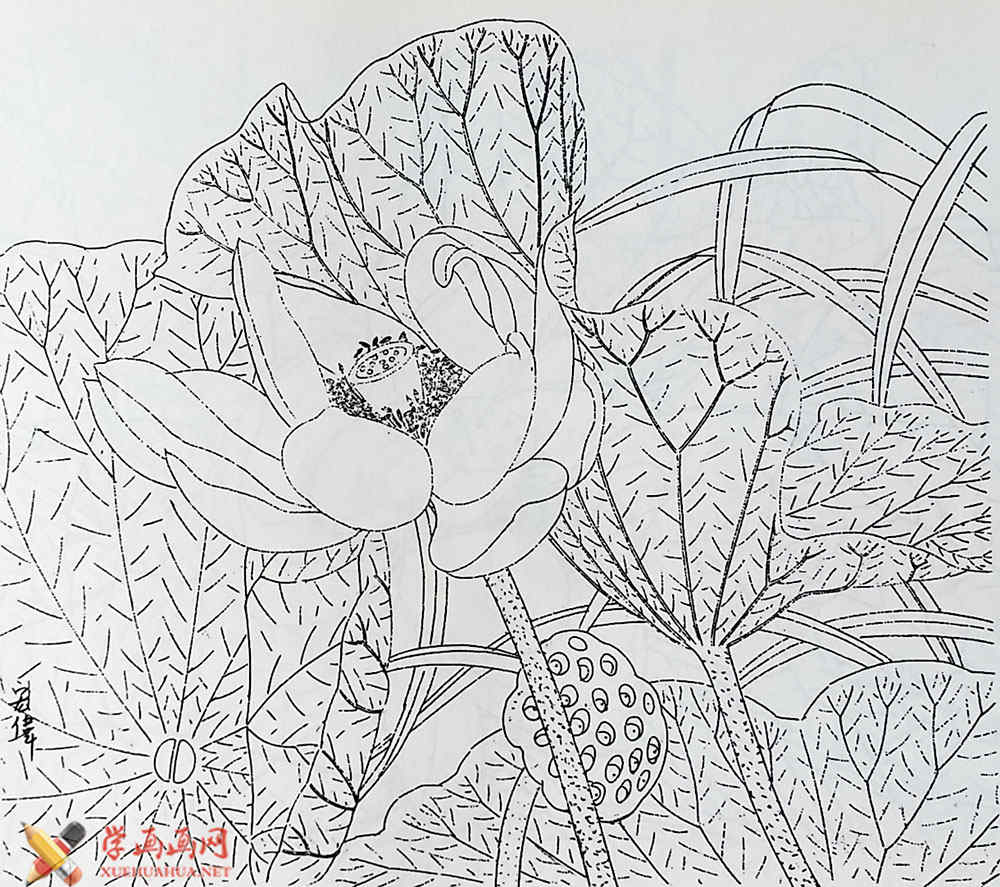 白描花卉大全_白描荷花图片5幅