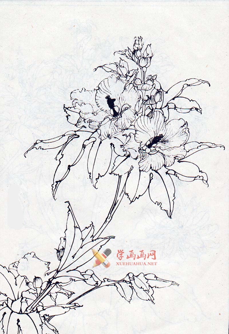 白描花卉_白描秋葵图片大全