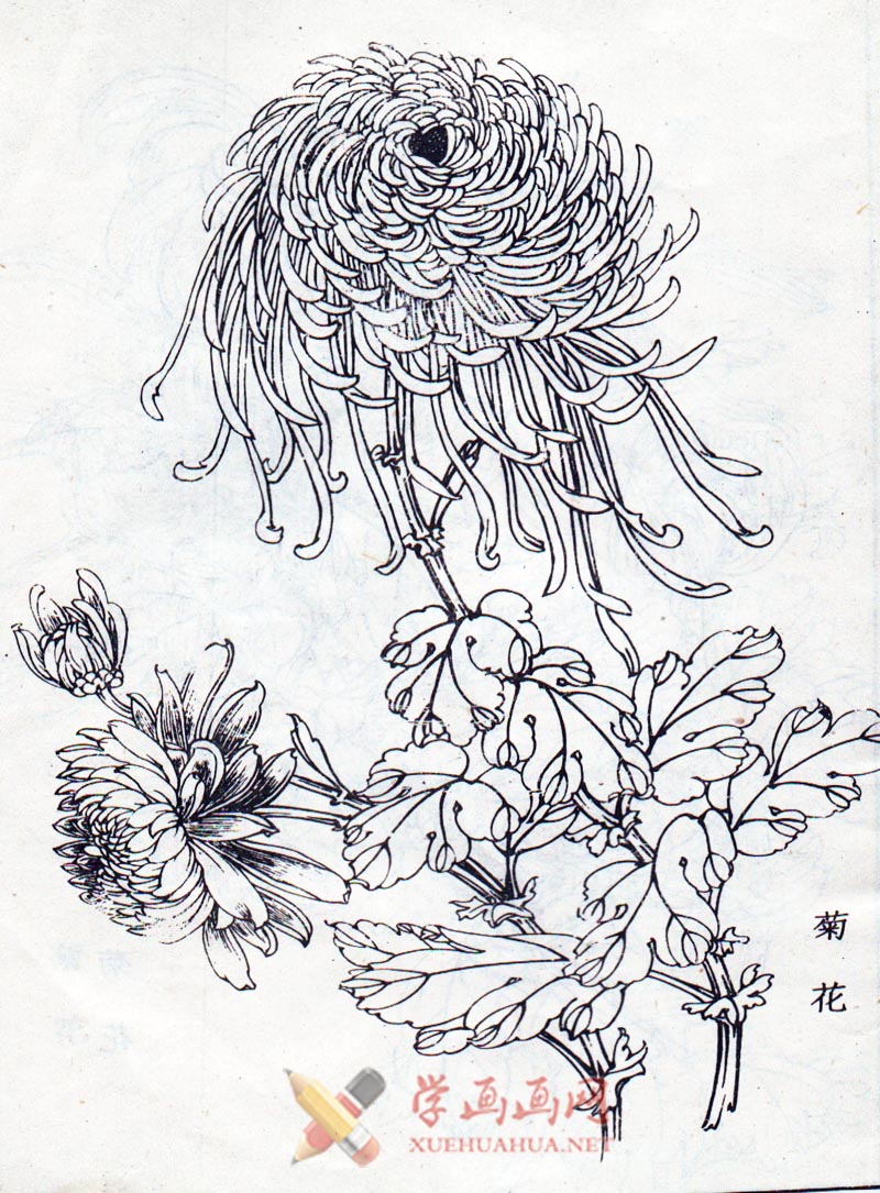 白描花卉_菊花白描图片4幅