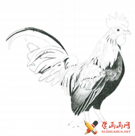 彩铅画教程：怎么画大公鸡