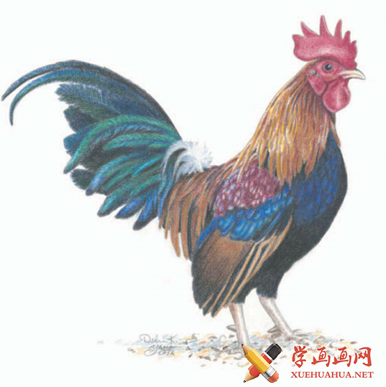 彩铅画教程：怎么画大公鸡