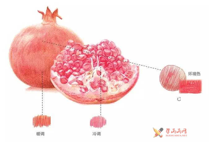 彩铅手绘教程_石榴的画法