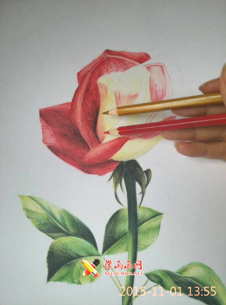 彩铅玫瑰花作画步骤