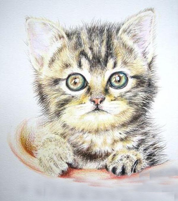 一步一步教你怎么画彩铅猫咪图解步骤