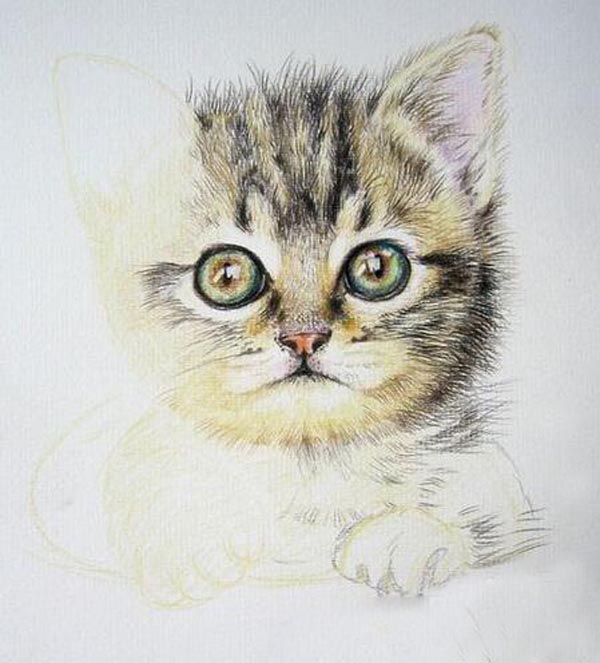 一步一步教你怎么画彩铅猫咪图解步骤