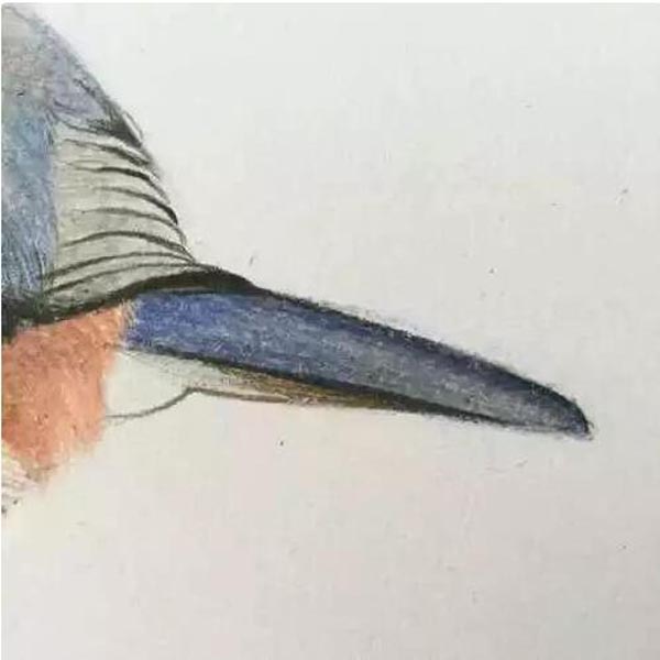 彩铅画图解教程_彩铅鸟怎么画?