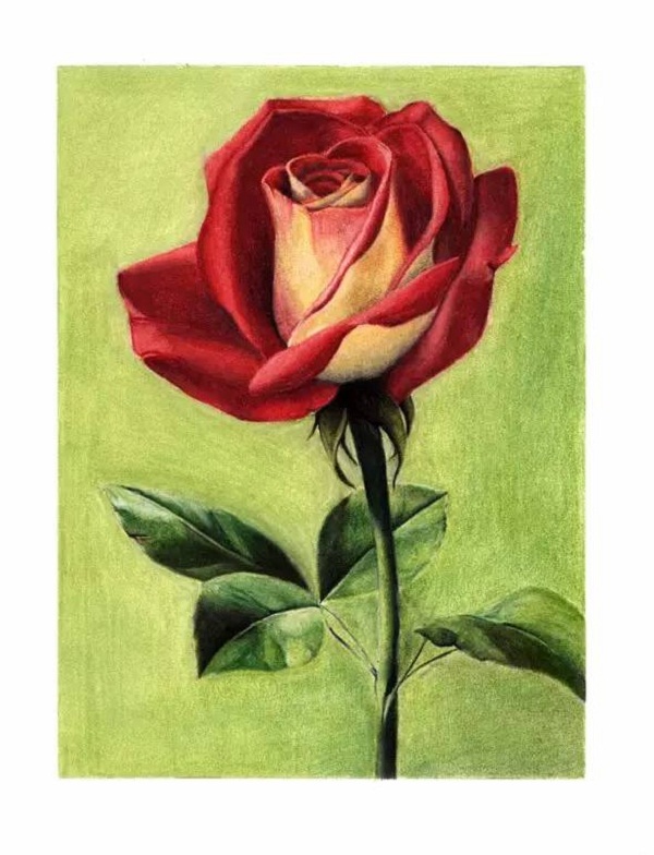 【彩铅画】教你怎么画彩铅画红玫瑰