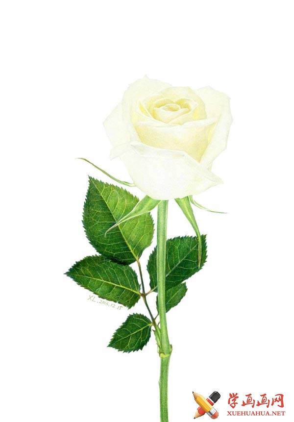 彩铅画玫瑰花步骤图解_彩铅白玫瑰怎么画