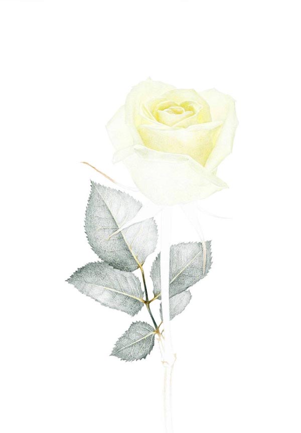 彩铅画玫瑰花步骤图解_彩铅白玫瑰怎么画