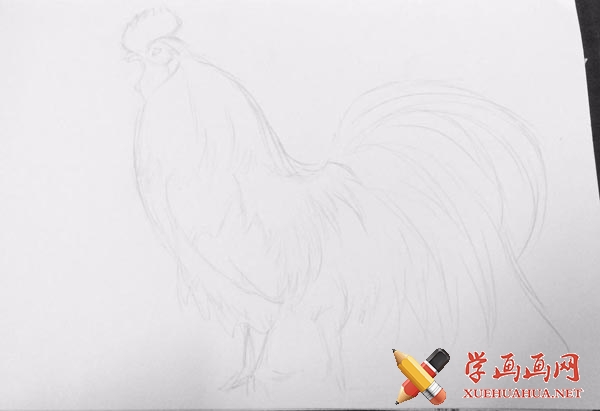 逼真大公鸡彩铅画怎么画?