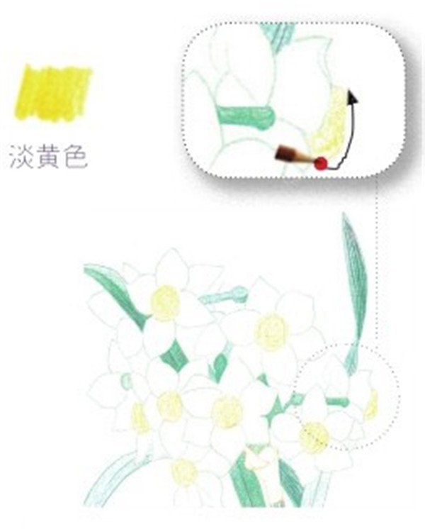 彩铅画：超逼真的水仙花步骤画法(图文)
