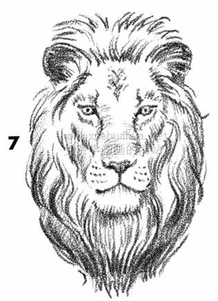 简单漫画教程：7步画一个威猛的雄狮头
