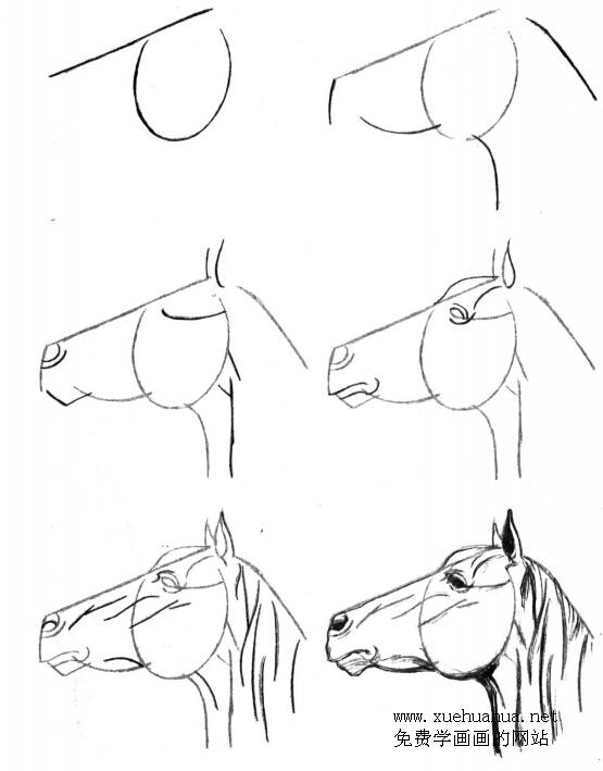 简单漫画技巧：马头的画法大全