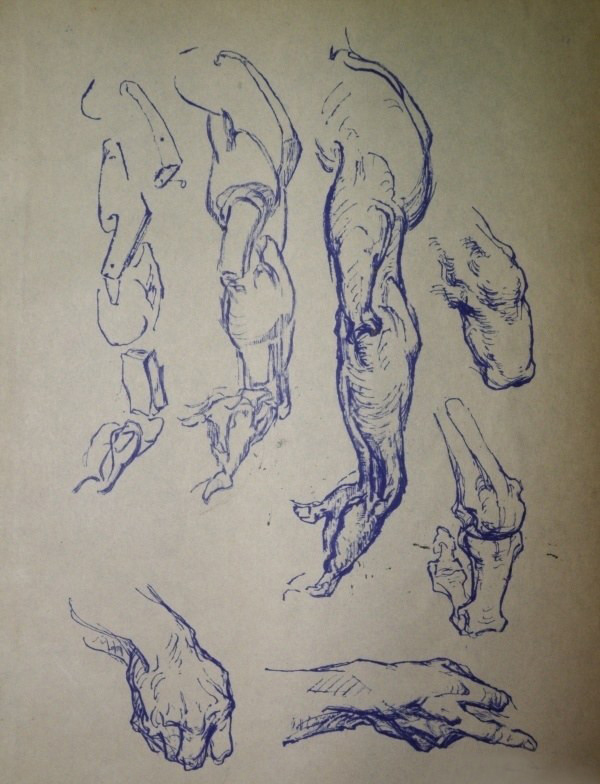 伯里曼艺用人体解剖手稿
