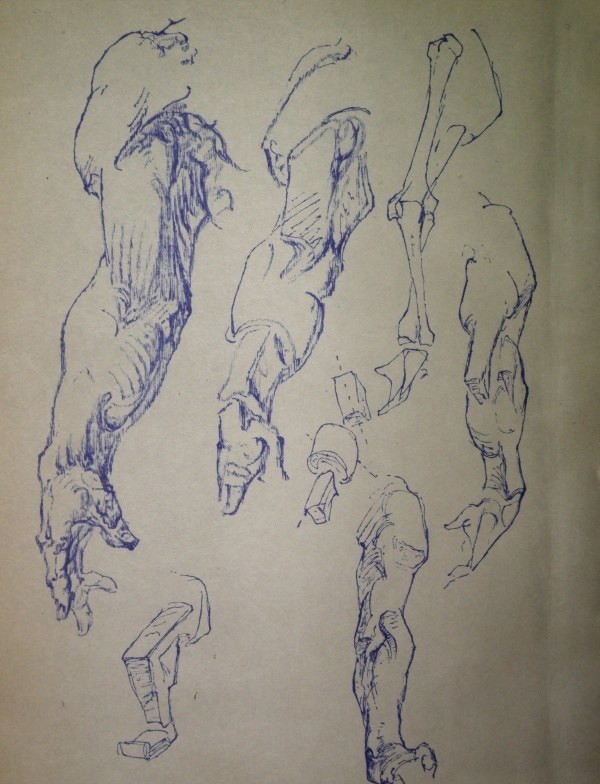 伯里曼艺用人体解剖手稿