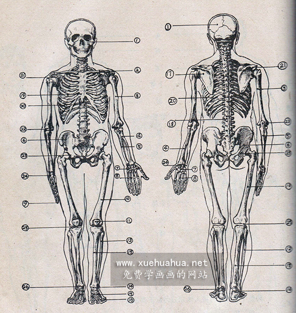 人体骨骼与关节名称对照图