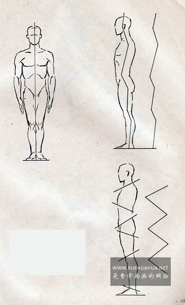 人体的基本结构