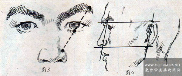 艺用解剖教程_五官间的位置关系