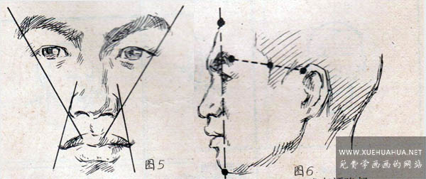 艺用解剖教程_五官间的位置关系