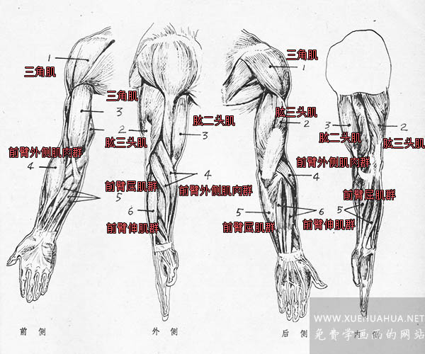 手臂的结构图解大全图片