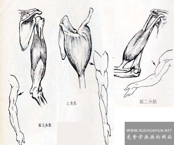 學畫畫人體解剖教程_上肢肌肉解剖圖