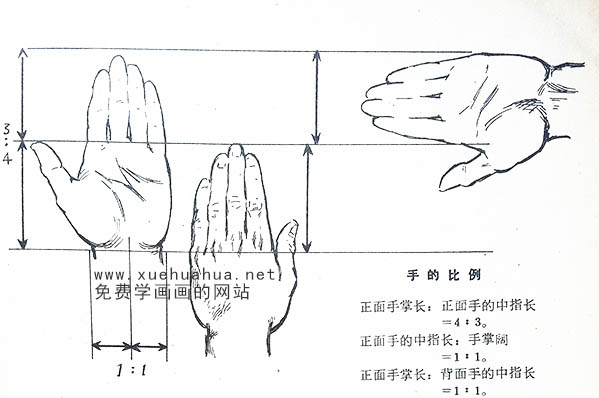 绘画资料：手的结构及画法详解_手的组成及骨骼