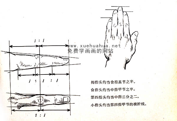 绘画资料：手的结构及画法详解_手的组成及骨骼