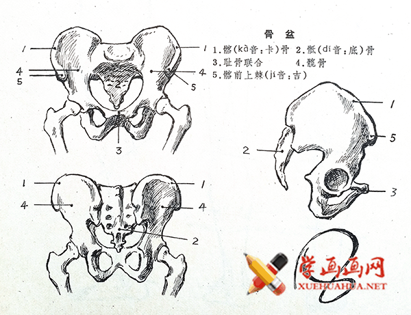 骨盆及下肢的解剖结构腿部骨骼图