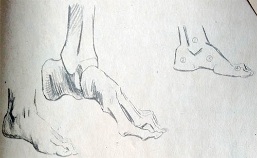 艺用解剖教程：脚的骨骼结构及比例