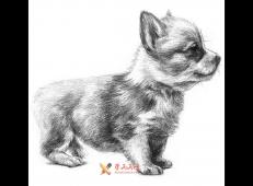 铅笔画教程_学用铅笔画一只小狗