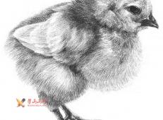 动物素描教程_铅笔画一只毛茸茸的小鸡