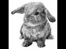 铅笔画小动物_怎么画素描小兔子