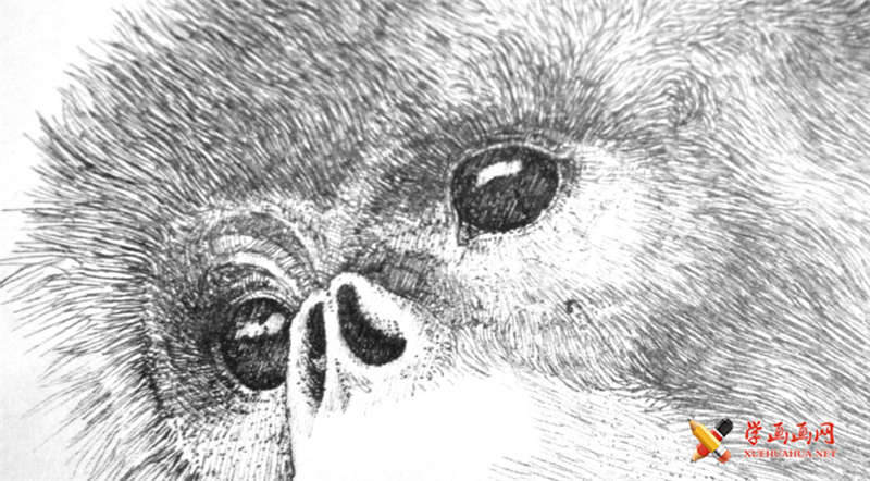 春和绘的针管笔濒危动物系列素描画
