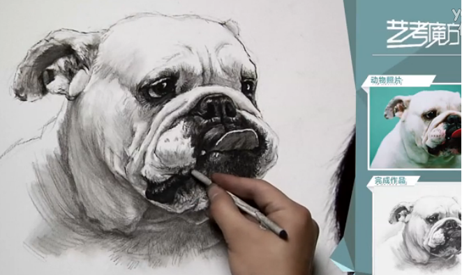 素描视频教程，素描动物斗牛犬的画法，视频全长40分钟，献给想要学画动物素描的你。(1)