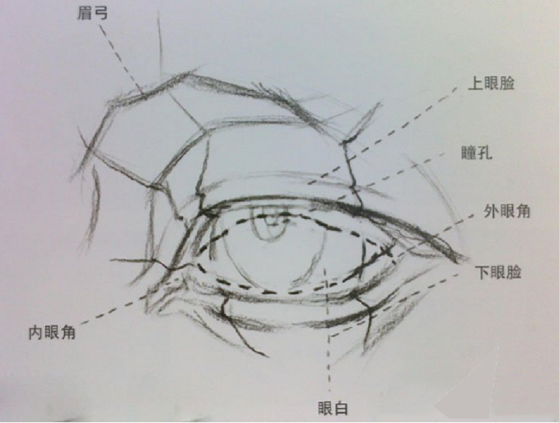 素描教程：男士眼睛素描写生图解教程