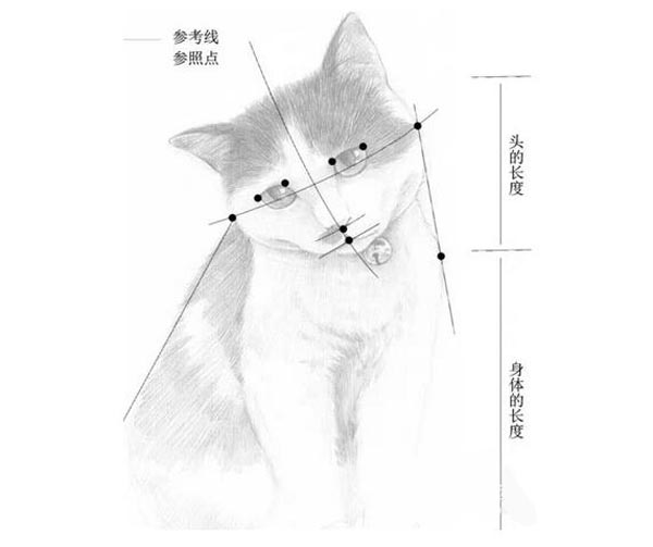 素描教程_猫的素描画法步骤图