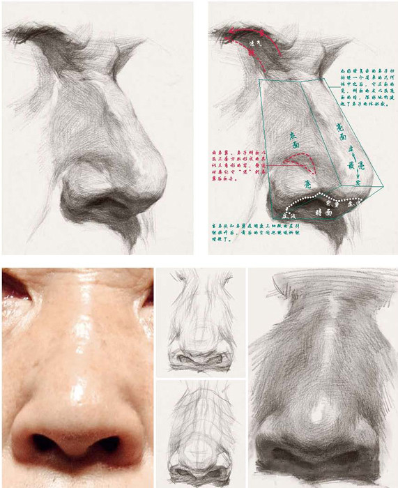 素描鼻子的画法