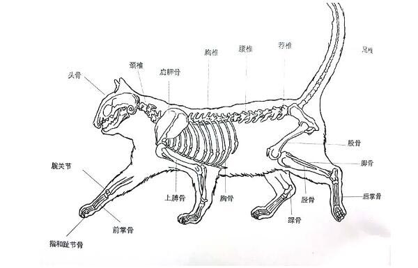 猫咪爪子骨骼图图片