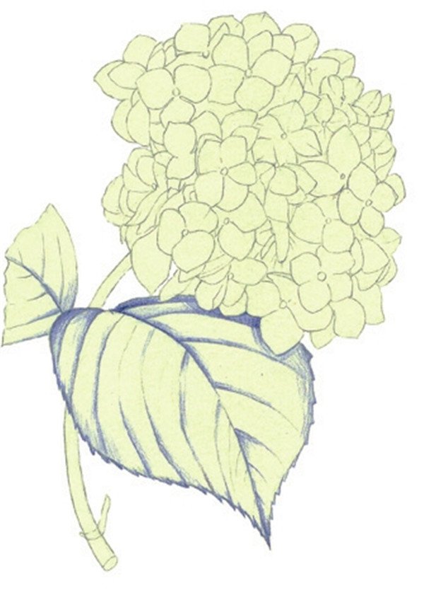 水粉绣球花画法图解步骤