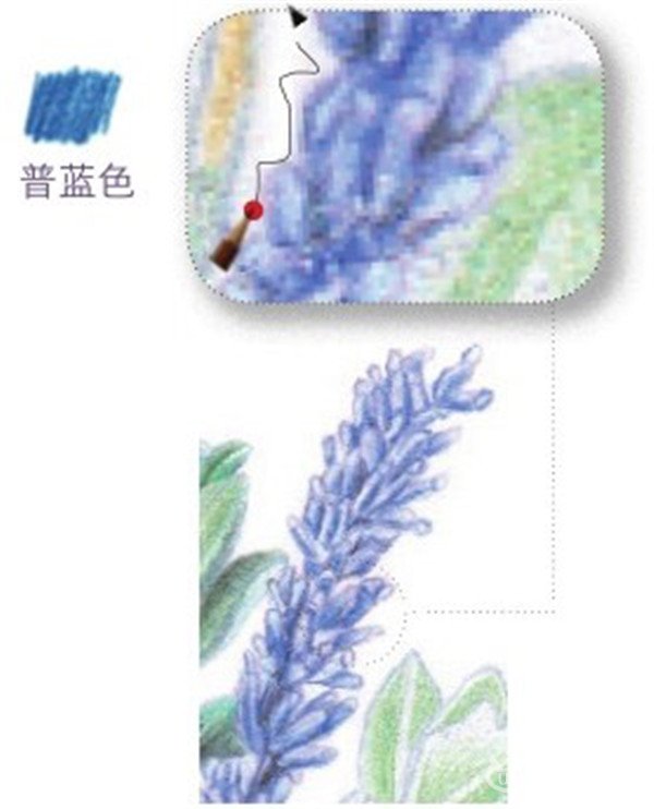 好看的薰衣草怎么画？薰衣草彩铅画教程