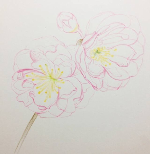 如何用彩铅画樱花？十五分钟学会画彩铅樱花