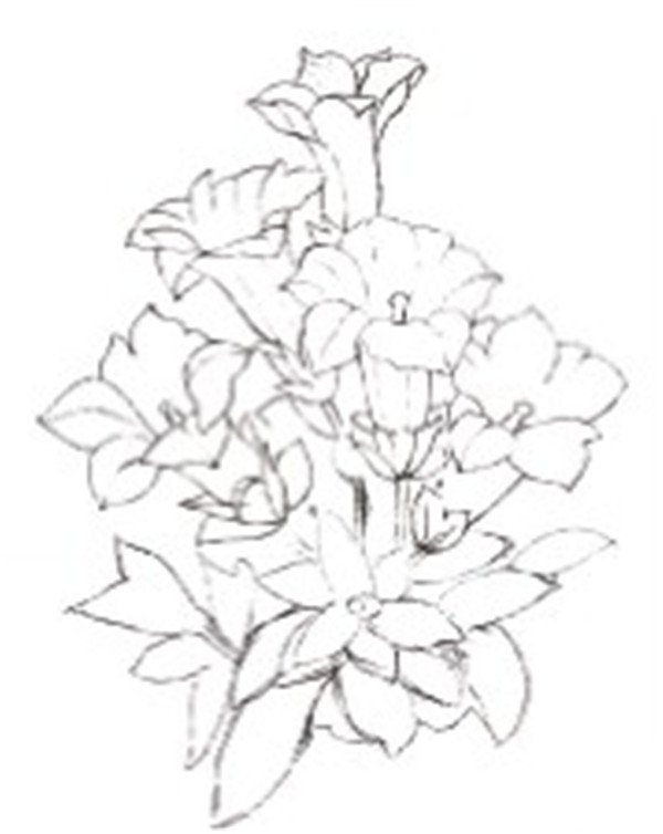 简单水粉花卉步骤图：龙胆花的画法